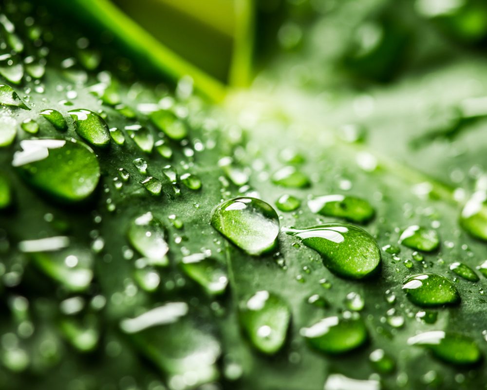 Water drops on a green leaf. Shallow depth of field macro photo.